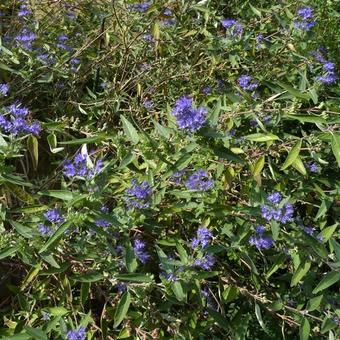 Caryopteris x clandonensis 'Heavenly Blue'