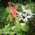 Pelargonium x hortorum 'Vectis Glitter' (stellartype)