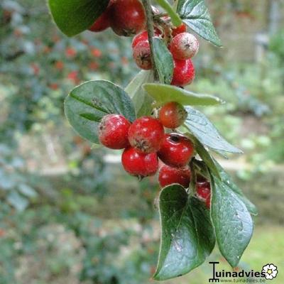 Cotoneaster - 
