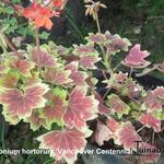 Pelargonium x hortorum 'Vancouver Centennial' (stellar type) - Pelargonium x hortorum 'Vancouver Centennial' (stellar type) - 