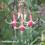 Fuchsia 'Checkerboard' - 