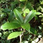 Osmanthus fragrans f. aurantiacus - 