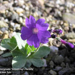 Primula marginata 'Kesselring's Variety' - 