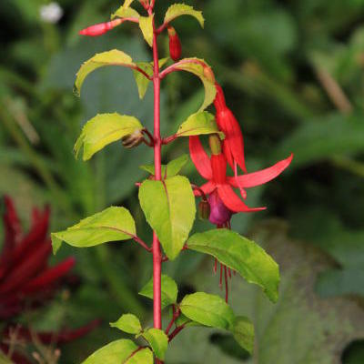 Fuchsia 'Genii' - 