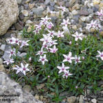 Arenaria purpurascens - Rosafarbenes Sandkraut - Arenaria purpurascens