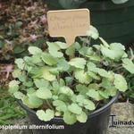 Chrysosplenium alternifolium - 