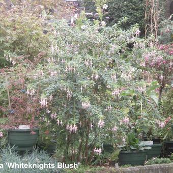 Fuchsia 'Whiteknights Blush'