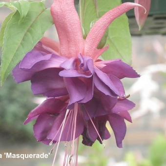 Fuchsia 'Masquerade'