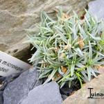 Dianthus microlepis ssp. rivendell - 