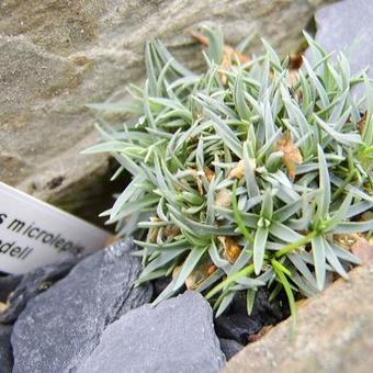 Dianthus microlepis ssp. rivendell