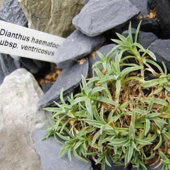 Dianthus haematocalyx subsp. ventricosus