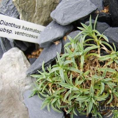Dianthus haematocalyx subsp. ventricosus  - 