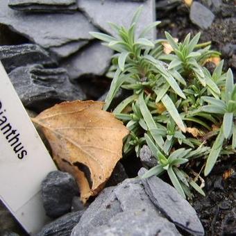 Dianthus repens