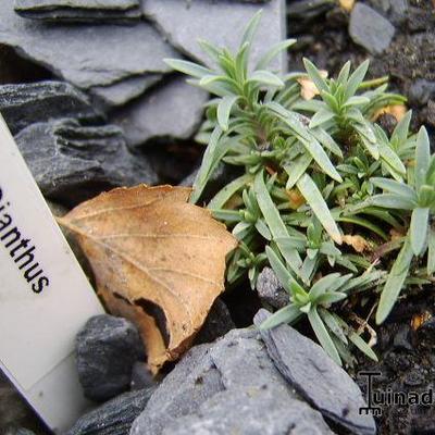 Dianthus repens - 
