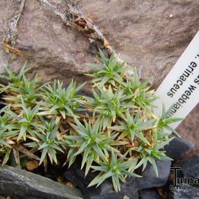 Dianthus webbianus  - 