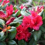Rhododendron ‘Scarlet Wonder’  - 