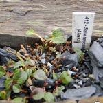 Salix reticulata  - Netz-Weide