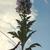 Aconitum carmichaelii 'Cloudy'