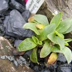 Calceolaria uniflora - Einblütige Pantoffelblume