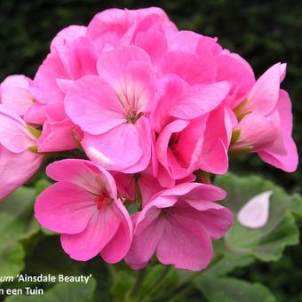 Pelargonium 'Ainsdale Beauty'