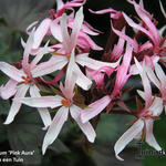 Pelargonium 'Pink Aura' - 