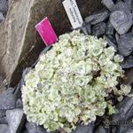 Helichrysum milfordiae - 