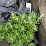 Helichrysum retortoides - 