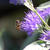 Caryopteris x clandonensis 'Kew Blue'
