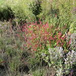 Persicaria amplexicaulis 'Border Beauty' - 