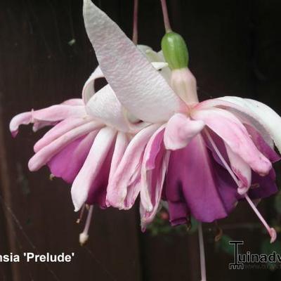 Fuchsia 'Prelude' - 