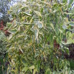 Solanum jasminoides 'Variegata' - 
