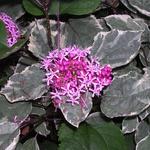 Clerodendrum bungei 'Pink Diamond' - Clerodendrum bungei 'Pink Diamond'