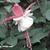 Fuchsia 'White Ann'