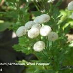Tanacetum parthenium 'White Pompon' - 