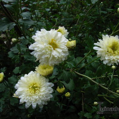 Chrysanthemum indicum 'Poesie' - Chrysanthemum indicum 'Poesie'