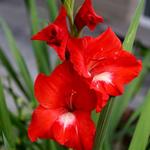 Gladiolus x hortulanus 'Traderhorn' - 