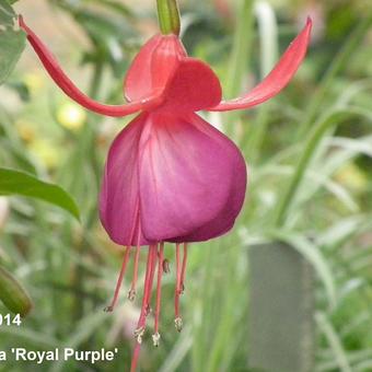 Fuchsia 'Royal Purple'