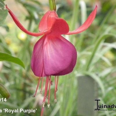 Fuchsia 'Royal Purple' - 
