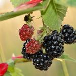 Rubus fruticosus 'Black Satin' - 