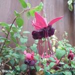Fuchsia 'Roesse Blacky' - 