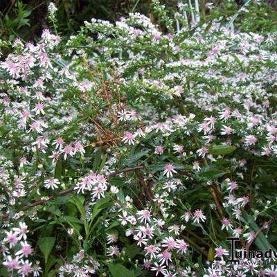 Aster lateriflorus 'Lady in Black' - Aster lateriflorus 'Lady in Black'