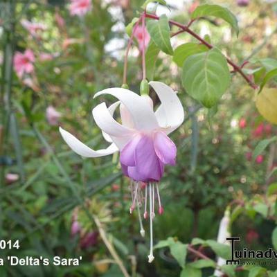 Fuchsia 'Delta's Sara' - 