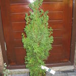 Chamaecyparis thyoides 'Andelyensis' - 