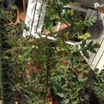 Solanum sisymbriifolium - 