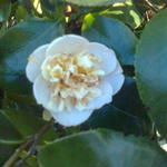 Camellia japonica 'Romiti' - 