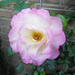 Rosa 'Händel' - 