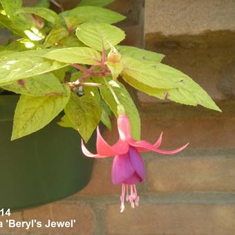 Fuchsia 'Beryl's Jewel'