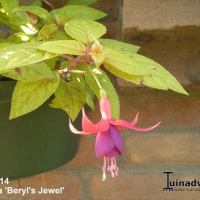 Fuchsia 'Beryl's Jewel' - 