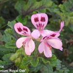 Pelargonium 'Royal Oak' - 