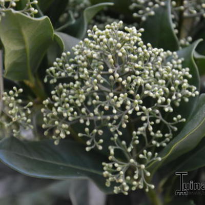 Skimmia japonica 'Thereza' - 